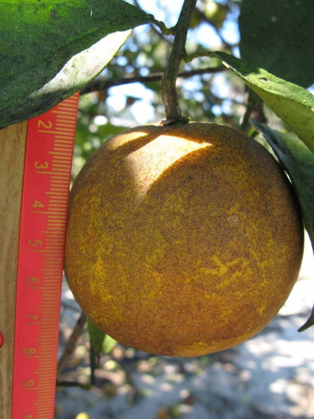            Fruit (Winter Haven, FL)   